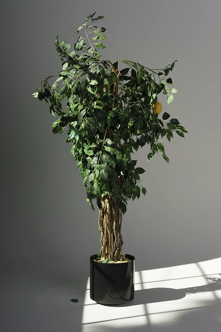photo of artificial plant at photo studio with cyc wall