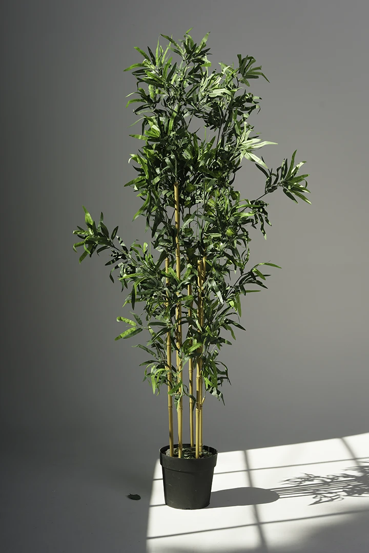 bamboo plant lit by sunlight at photo studio in Calgary