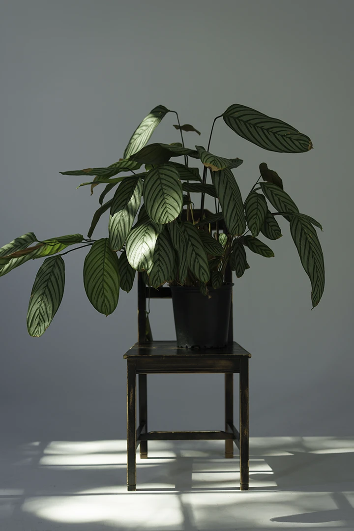 live plant for rent sitting on chair at photo studio