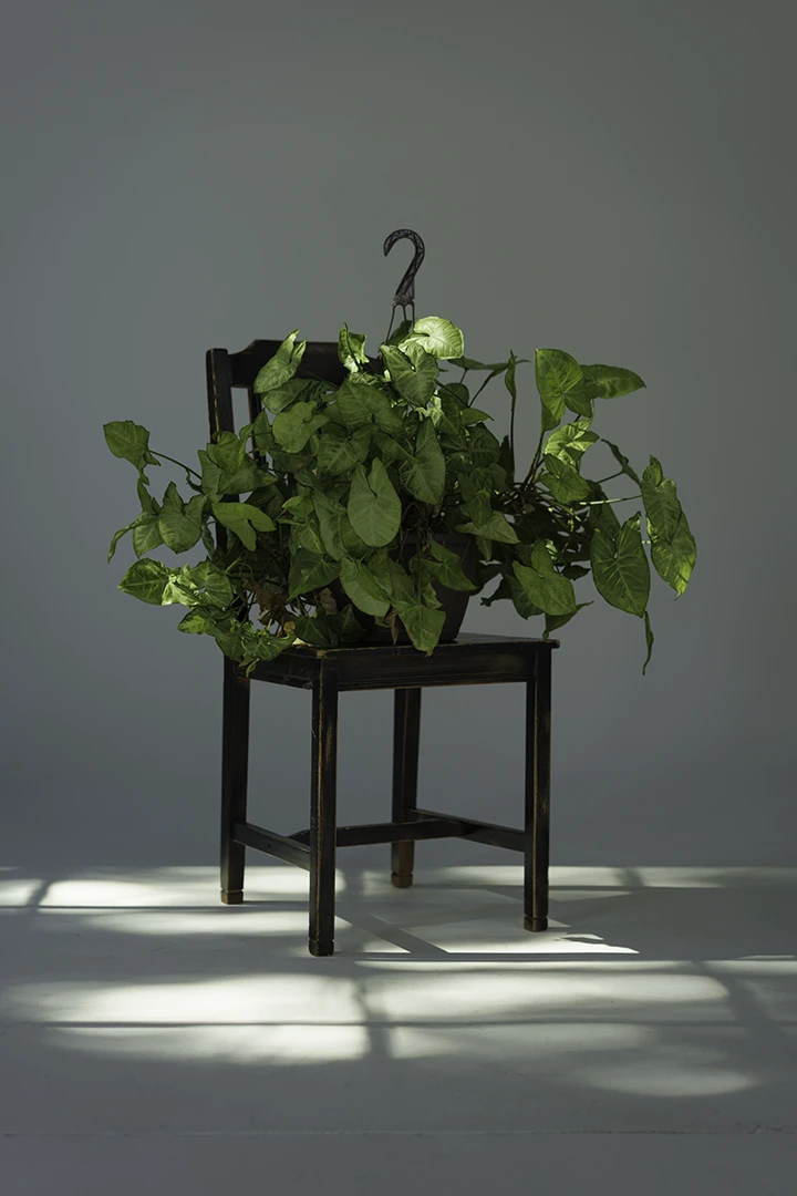 live plant for rent sitting on chair at photo studio in Calgary