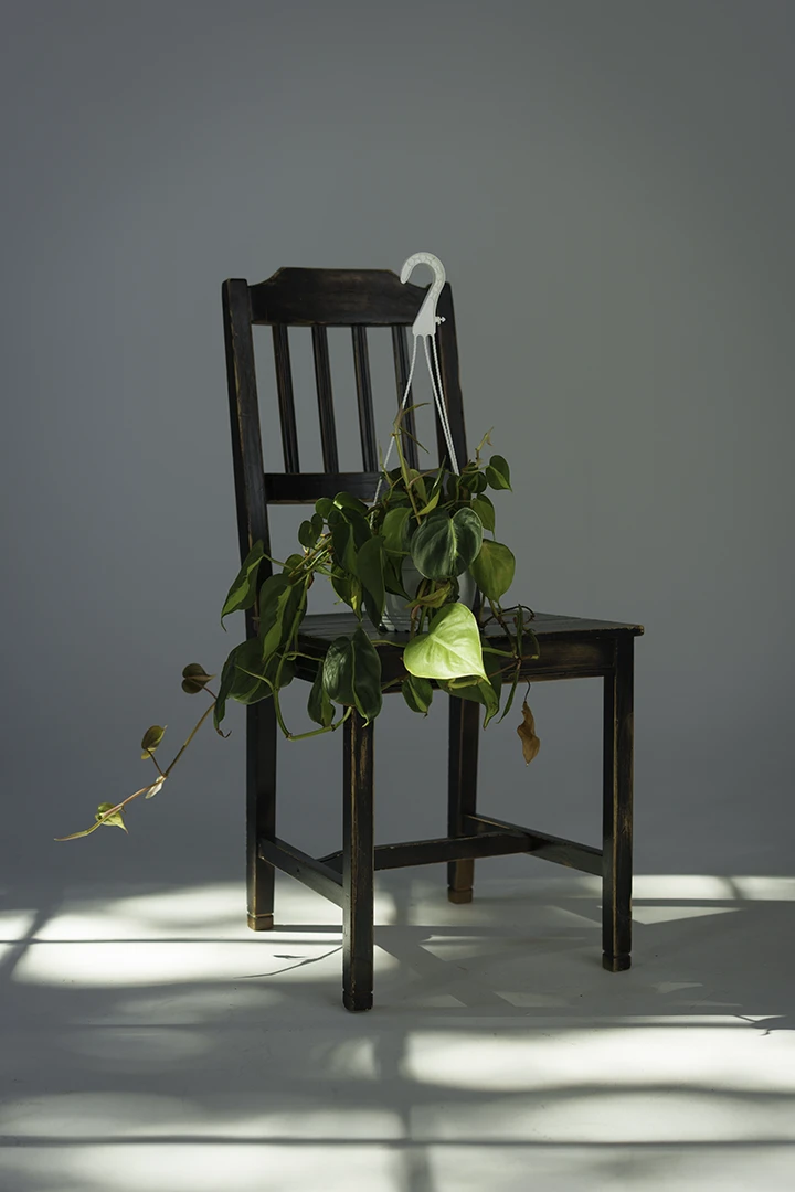 live plant for rent sitting on chair at photo studio 342 in Calgary