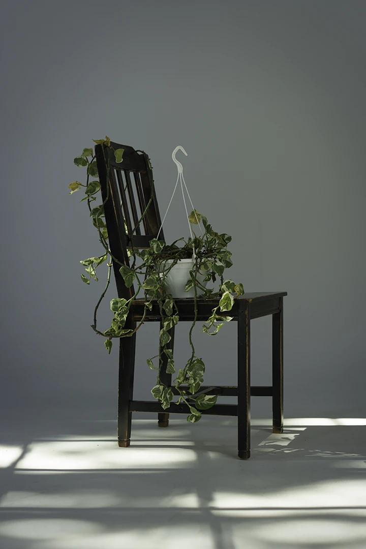 live plant for rent sitting on chair at photo studio for rent