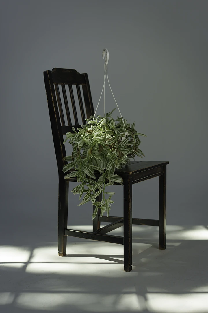 real plant for rent sitting on chair at photo studio for rent
